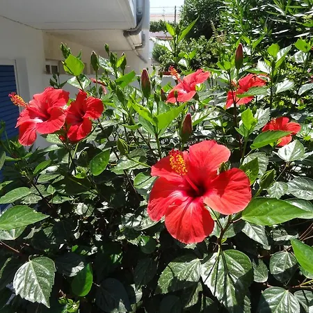 Michalis Studios & Aparthotel Kos Town