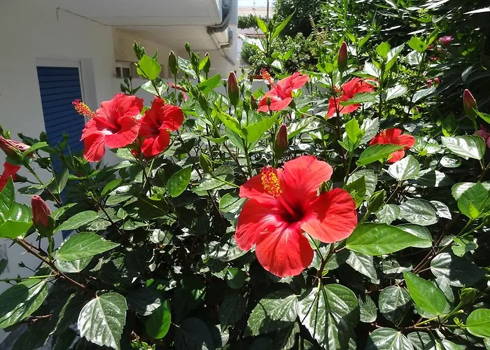 Michalis & Lägenhetshotell Kos